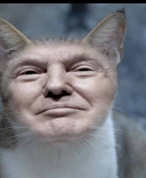Donald trump cat Blank Meme Template