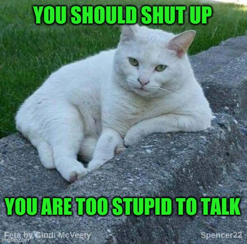 Feta | YOU SHOULD SHUT UP; YOU ARE TOO STUPID TO TALK | image tagged in feta,cats,stupid,stop talking,shut up,what if i told you | made w/ Imgflip meme maker
