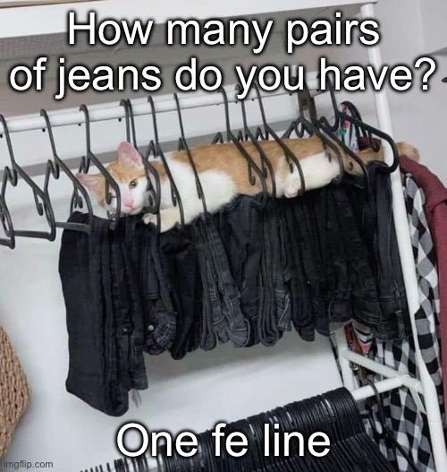 Feline | How many pairs of jeans do you have? One fe line | image tagged in feline,cat,jeans | made w/ Imgflip meme maker