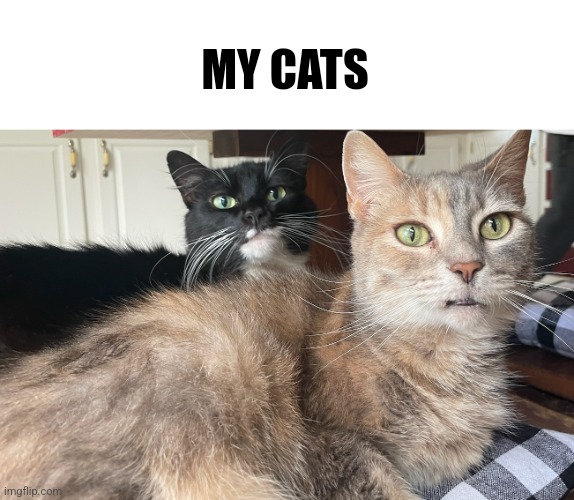 The black one is belbins and the garbage one is naenae | MY CATS | made w/ Imgflip meme maker