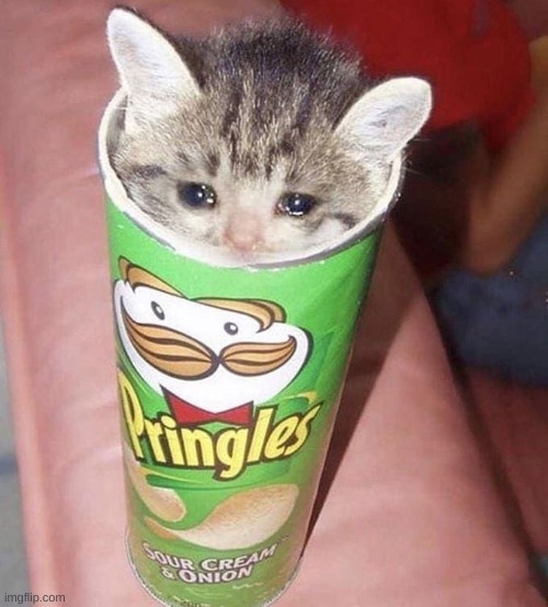 Sad Pringles Cat | image tagged in sad pringles cat | made w/ Imgflip meme maker