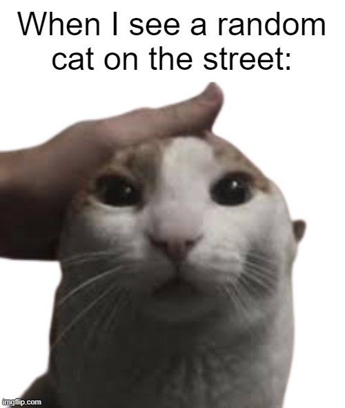Its just a cat | When I see a random cat on the street: | image tagged in pet cat,relatable memes,funny memes | made w/ Imgflip meme maker