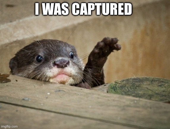 I need dis otter | I WAS CAPTURED | image tagged in i need dis otter | made w/ Imgflip meme maker