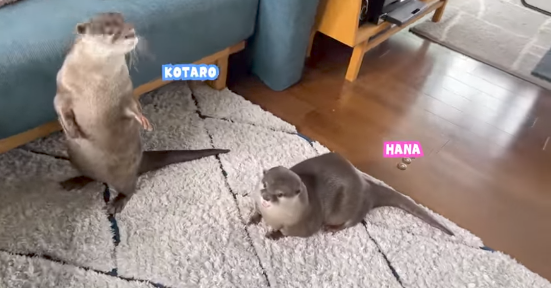 Front Facing Kotaro And Hana Blank Meme Template