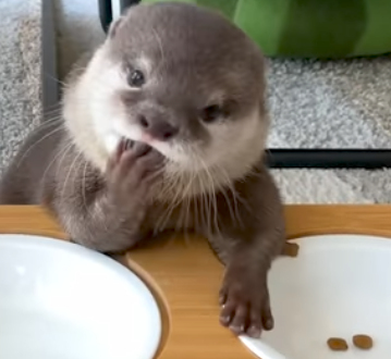 Hana Eating Cat Food Hana The GF Otter Blank Meme Template