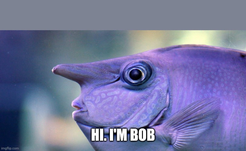 durpy fish | HI. I'M BOB | image tagged in durpy fish | made w/ Imgflip meme maker