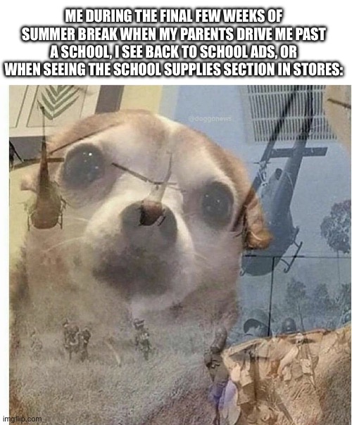 PTSD Chihuahua | ME DURING THE FINAL FEW WEEKS OF SUMMER BREAK WHEN MY PARENTS DRIVE ME PAST A SCHOOL, I SEE BACK TO SCHOOL ADS, OR WHEN SEEING THE SCHOOL SUPPLIES SECTION IN STORES: | image tagged in ptsd chihuahua | made w/ Imgflip meme maker
