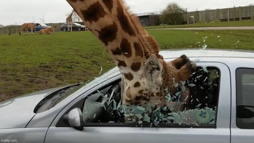 Giraffe head bash | image tagged in giraffe head bash | made w/ Imgflip meme maker