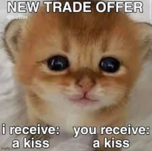I would give this cat a free kiss <3 | image tagged in cool,kiss,cute cat | made w/ Imgflip meme maker