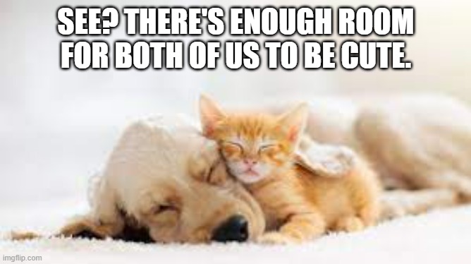 meme by Brad cat and dog are both cute | SEE? THERE'S ENOUGH ROOM FOR BOTH OF US TO BE CUTE. | image tagged in cats,funny cat memes,humor,funny dogs,funny cats,funny | made w/ Imgflip meme maker