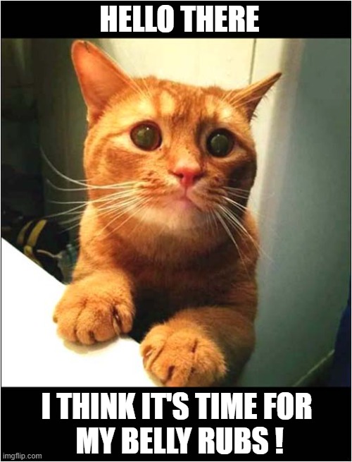 Attention Seeking Cat ! | HELLO THERE; I THINK IT'S TIME FOR
 MY BELLY RUBS ! | image tagged in cats,attention,belly rubs | made w/ Imgflip meme maker