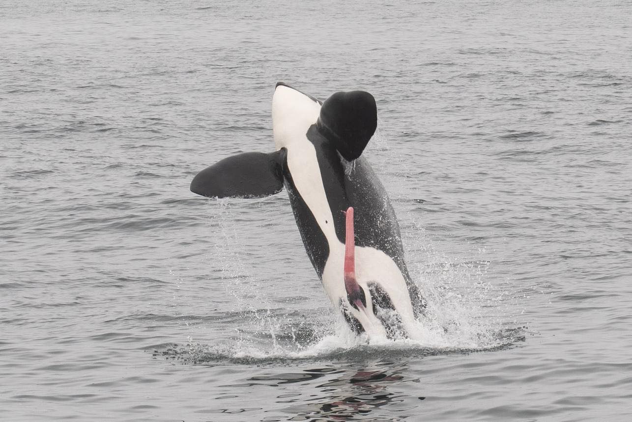 Jumping Orca Blank Meme Template