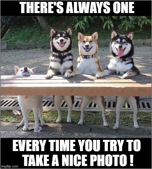Everybody Smile ! | THERE'S ALWAYS ONE; EVERY TIME YOU TRY TO
 TAKE A NICE PHOTO ! | image tagged in dogs,huskies,photo | made w/ Imgflip meme maker