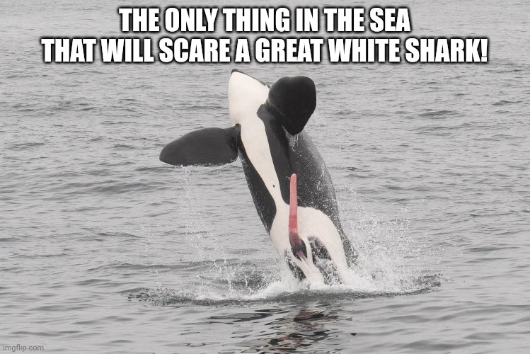 Jumping orca | THE ONLY THING IN THE SEA THAT WILL SCARE A GREAT WHITE SHARK! | image tagged in jumping orca | made w/ Imgflip meme maker