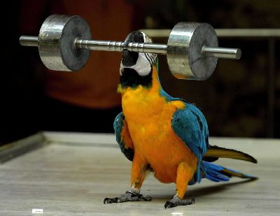 Birb at the gym Blank Meme Template