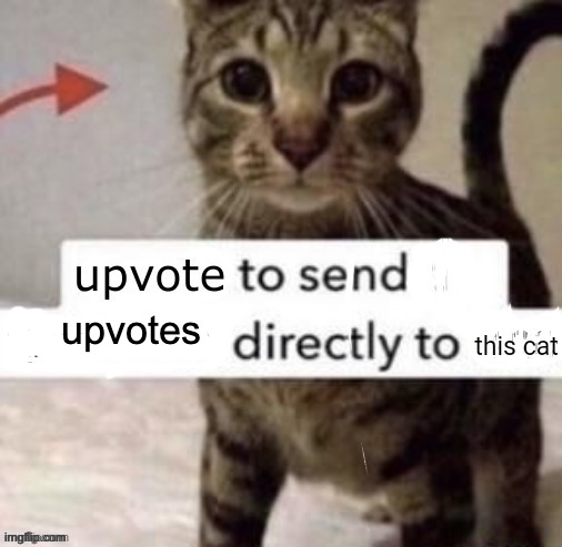 Upvote to send kindness directly to this cat | upvotes | image tagged in upvote to send kindness directly to this cat | made w/ Imgflip meme maker