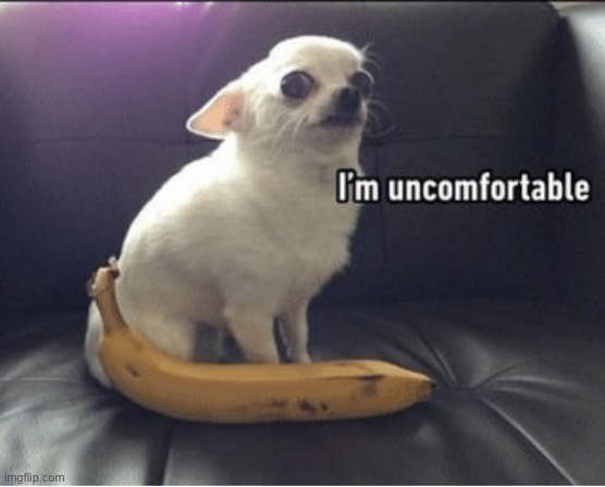 Uncomfortable dog | image tagged in uncomfortable dog | made w/ Imgflip meme maker
