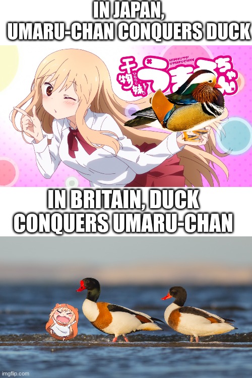 Umaru-Chan vs Duck (Two sides) | IN JAPAN, UMARU-CHAN CONQUERS DUCK; IN BRITAIN, DUCK CONQUERS UMARU-CHAN | image tagged in anime,umaru,umaru-chan,duck,ducks | made w/ Imgflip meme maker