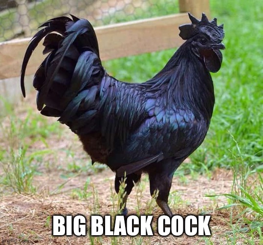 Big black chicken | BIG BLACK COCK | image tagged in big black chicken | made w/ Imgflip meme maker