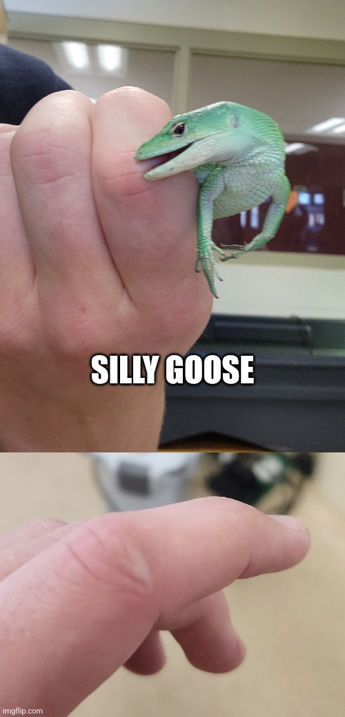 SILLY GOOSE | made w/ Imgflip meme maker