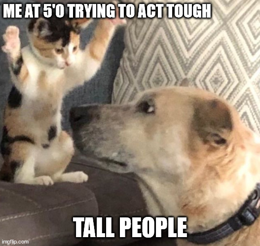 Being short is like... | ME AT 5'0 TRYING TO ACT TOUGH; TALL PEOPLE | image tagged in intimidating kitty,short,short people,little people | made w/ Imgflip meme maker
