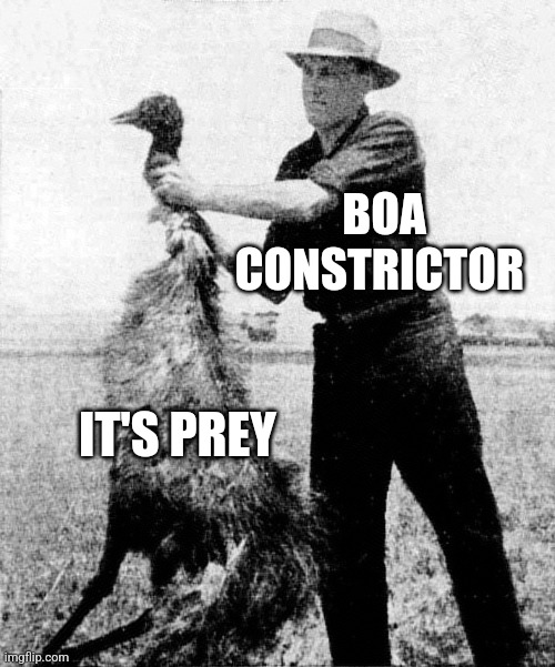 Boa Constrictors basically hug their prey to death | BOA CONSTRICTOR; IT'S PREY | image tagged in great emu war,nature,jpfan102504 | made w/ Imgflip meme maker