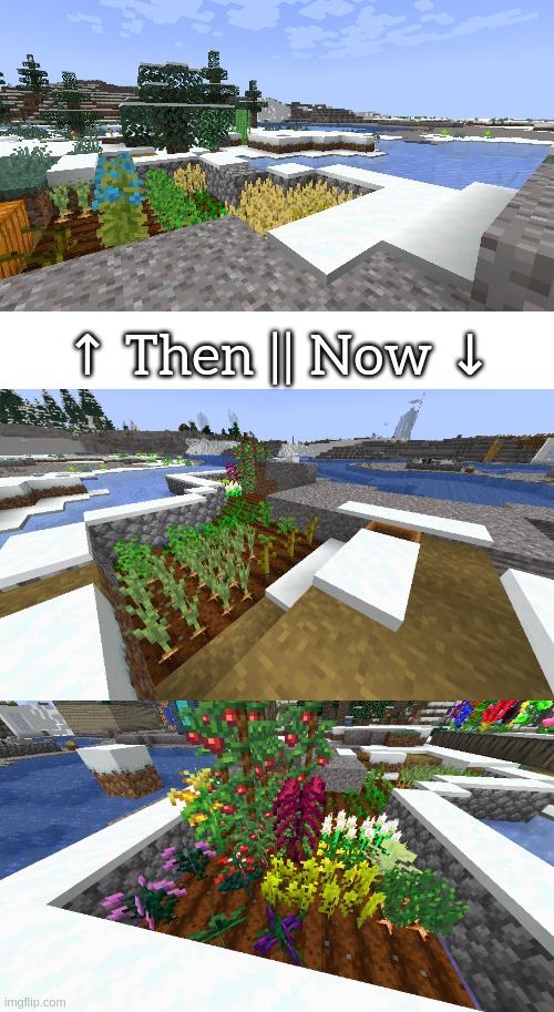 My crops have been harvested quite a lot, so they need to regrow as of right now | ↑ Then || Now ↓ | made w/ Imgflip meme maker