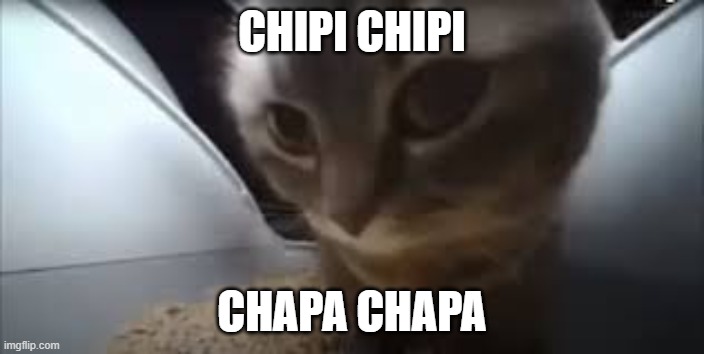 Dubidubidu Cat | CHIPI CHIPI; CHAPA CHAPA | image tagged in dubidubidu cat | made w/ Imgflip meme maker