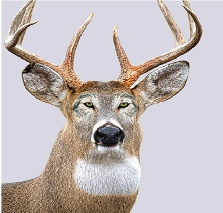 High Quality NOT DEER Blank Meme Template