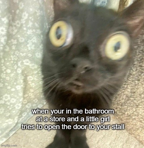 bathroom-catface | when your in the bathroom at a store and a little girl tries to open the door to your stall | image tagged in scared-cat-face | made w/ Imgflip meme maker