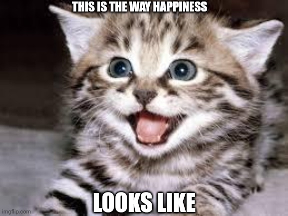 happy cat | THIS IS THE WAY HAPPINESS; LOOKS LIKE | image tagged in happy cat | made w/ Imgflip meme maker