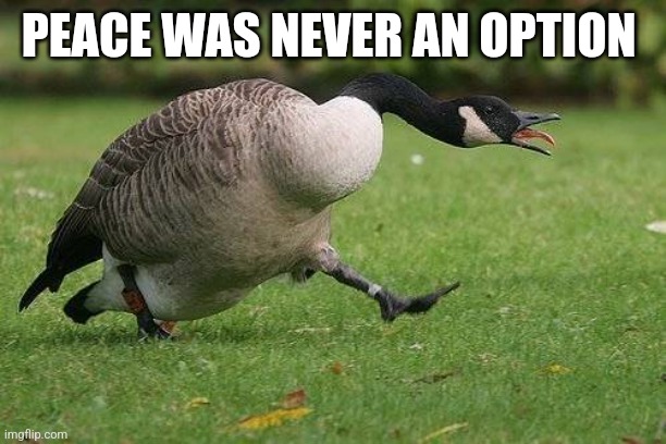 Angry Canada Goose | PEACE WAS NEVER AN OPTION | image tagged in angry canada goose | made w/ Imgflip meme maker