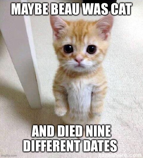 Cute Cat Meme | MAYBE BEAU WAS CAT AND DIED NINE DIFFERENT DATES | image tagged in memes,cute cat | made w/ Imgflip meme maker