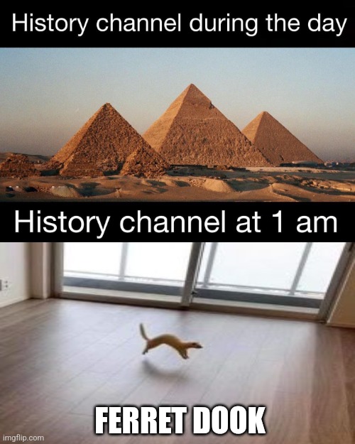 Ferret dook at 1 AM | FERRET DOOK | image tagged in history channel at 1 am,ferret,jpfan102504 | made w/ Imgflip meme maker