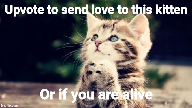 I think I am alive..... Or am I? | Upvote to send love to this kitten; Or if you are alive | image tagged in cute kitten | made w/ Imgflip meme maker