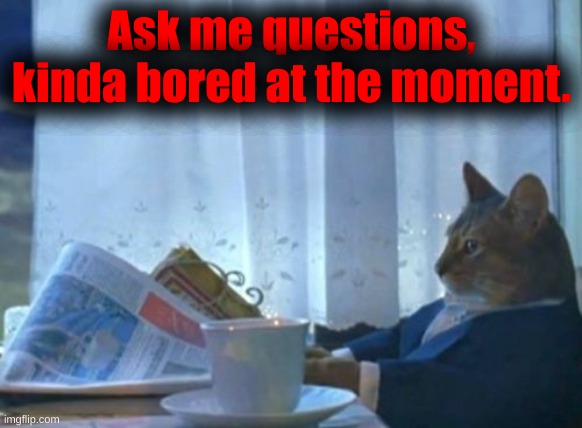 I Should Buy A Boat Cat | Ask me questions, kinda bored at the moment. | image tagged in memes,i should buy a boat cat | made w/ Imgflip meme maker