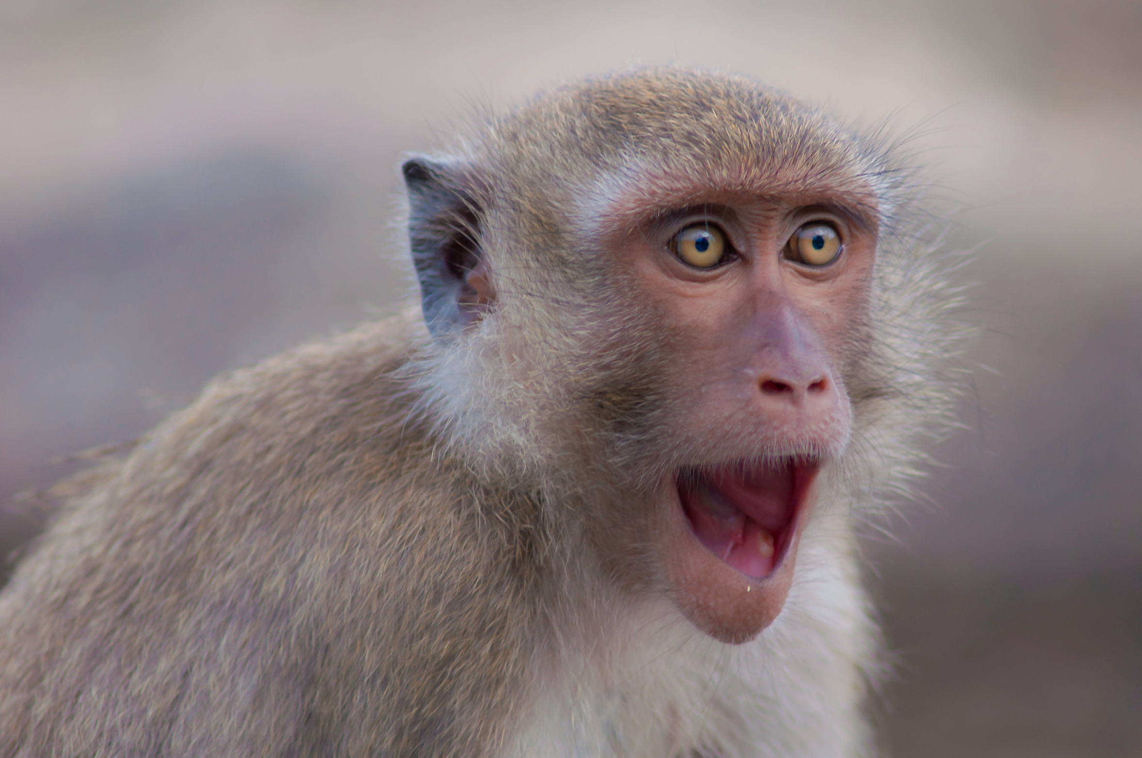 Surprised Monkey Blank Meme Template