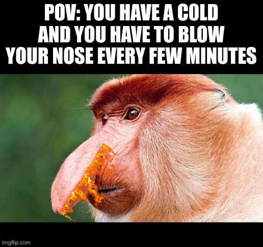 Owww | image tagged in monkey nose,ow,the pain | made w/ Imgflip meme maker