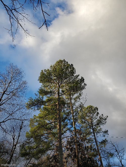 Loblolly tree with clouds (Mod note: Please, TAKE MY UPVOTE) | image tagged in photo | made w/ Imgflip meme maker
