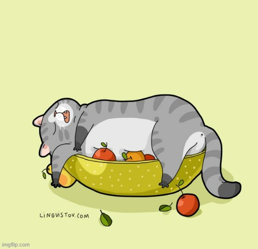 A Cat's Way Of Thinking | image tagged in memes,comics/cartoons,cats,sleeping,fruit,bowl | made w/ Imgflip meme maker