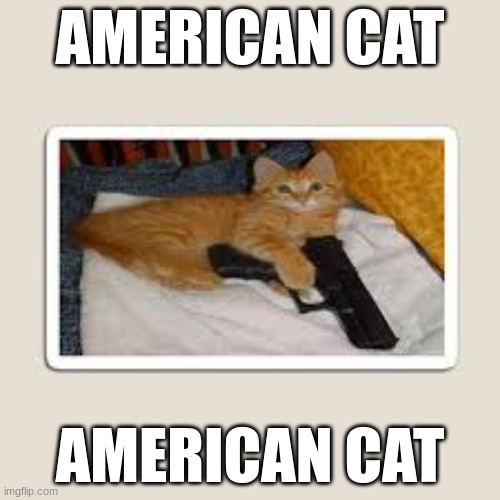 erm | AMERICAN CAT; AMERICAN CAT | image tagged in funny | made w/ Imgflip meme maker