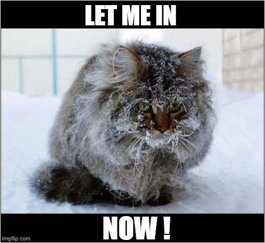Looks A Bit Nippy Out There ! | LET ME IN; NOW ! | image tagged in cats,cold,let me in | made w/ Imgflip meme maker