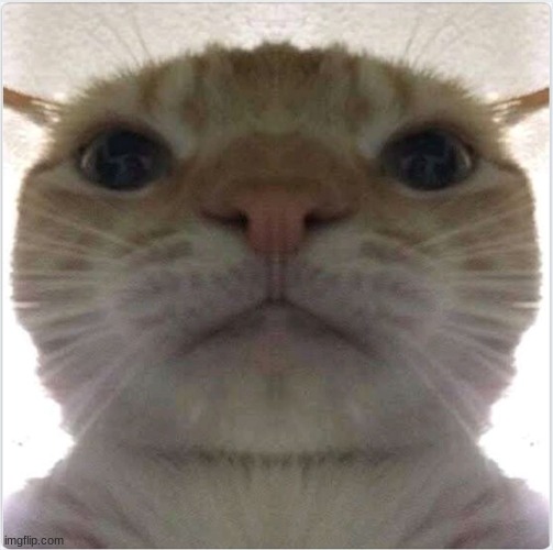 cat looking into your soul | image tagged in cat looking into your soul | made w/ Imgflip meme maker