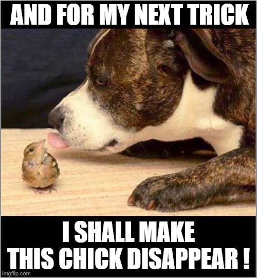 Watch The Birdie ! | AND FOR MY NEXT TRICK; I SHALL MAKE
THIS CHICK DISAPPEAR ! | image tagged in dogs,chick,disappearing,magician | made w/ Imgflip meme maker