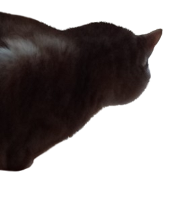 High Quality Pumpkin Cat Looking Out Window Transparent Background Blank Meme Template