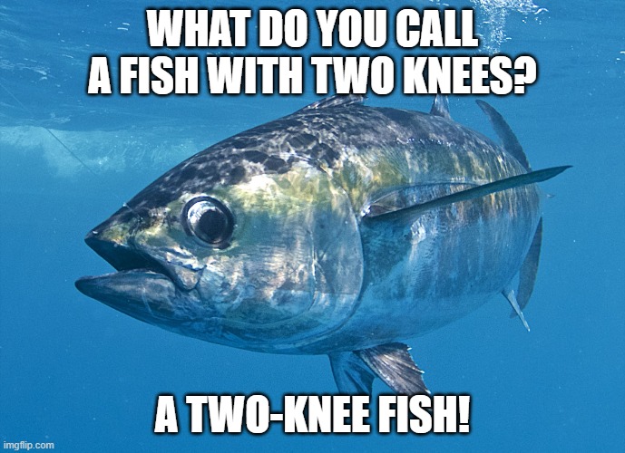Daily Bad Dad Joke February 13, 2024 | WHAT DO YOU CALL A FISH WITH TWO KNEES? A TWO-KNEE FISH! | image tagged in tuna fish | made w/ Imgflip meme maker
