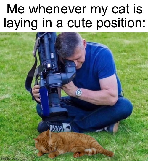 Suddenly the cat is in a whole photo shoot…I can’t help it lol | Me whenever my cat is laying in a cute position: | image tagged in cats,relatable,memes | made w/ Imgflip meme maker