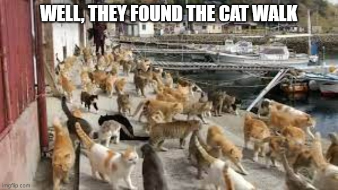 meme by Brad the cats found the cat walk | WELL, THEY FOUND THE CAT WALK | image tagged in cats,funny cat memes,humor,funny cats | made w/ Imgflip meme maker