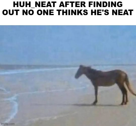 Horse staring at sea | HUH_NEAT AFTER FINDING OUT NO ONE THINKS HE'S NEAT | image tagged in horse staring at sea | made w/ Imgflip meme maker