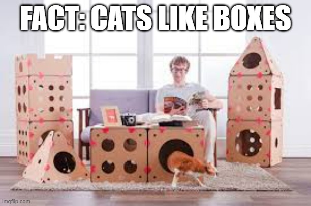 meme by Brad cats like boxes | FACT: CATS LIKE BOXES | image tagged in cats,funny cats,funny cat memes,humor,funny,funny meme | made w/ Imgflip meme maker